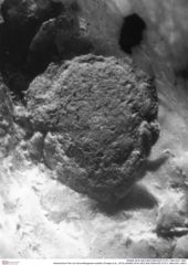 Historisches Foto von Annuntidiogenes hoelderi (Fraaije et al., 2019) (NHMW-AFW-GEO-BACHMAYER-FOTO-1990-0041-3697)